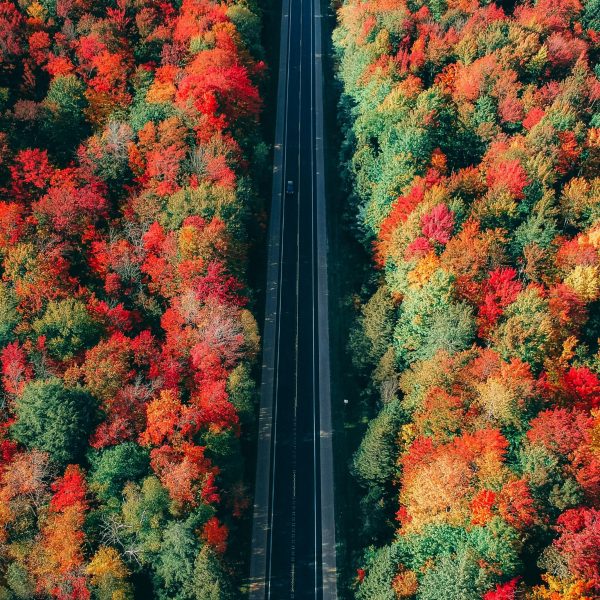Road Between Fall Foilage - Vertical-Color-Full